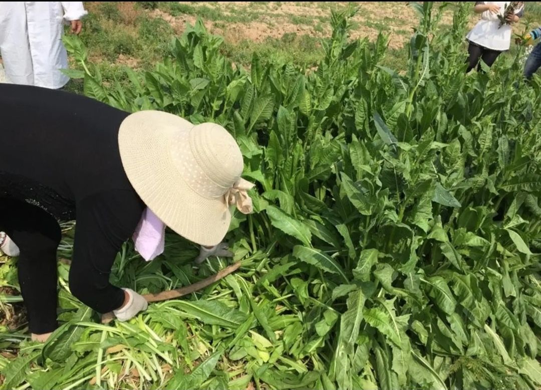 菊苣种子  菊苣草多年生牧草，适应性强，营养价值高……
