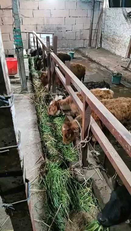 杂交牛  常年出售西门塔尔牛 西门塔尔牛犊 小牛犊 感兴趣的私聊，杂交