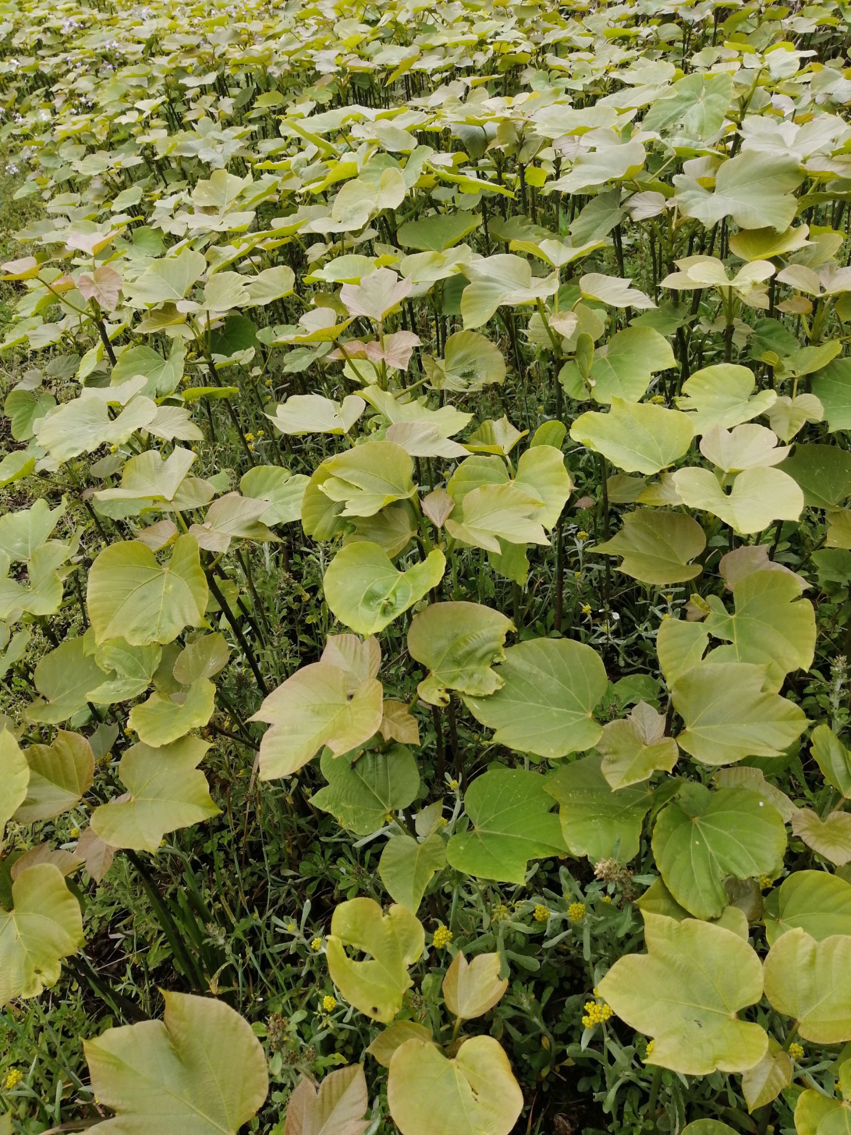 油桐苗基地常年批发，买油桐树苗，就找重庆俊尧