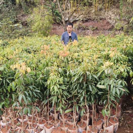 泸州仙进奉荔枝苗  正宗合江带绿荔枝苗，妃子笑荔枝，鸡嘴荔枝