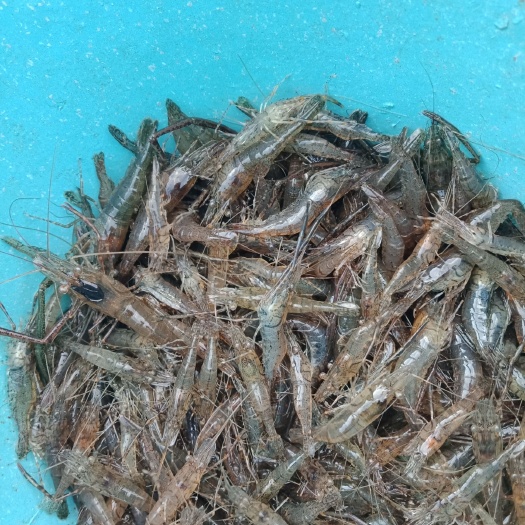 梅州草虾苗 虾新鲜