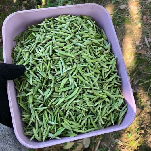 福鼎市 福鼎白茶   白毫银针  头采针
