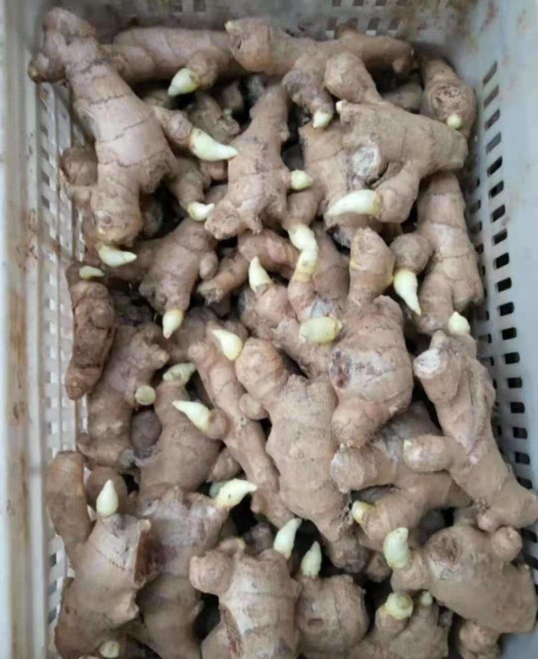 甘肃姜种 368姜种大量批发 专业技术指导全国物流发货