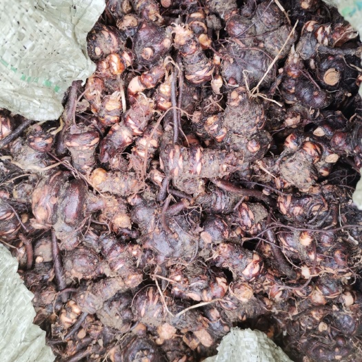常州 红花酢浆草种球绿化专用