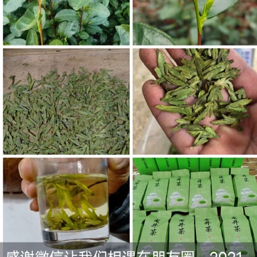 缙云县云雾茶  高山龙井43