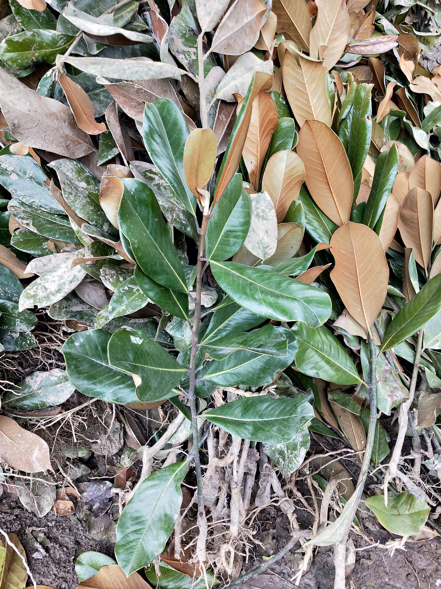 广玉兰树苗大花广玉兰小苗四季常青橡皮树行道树庭院工程绿化苗