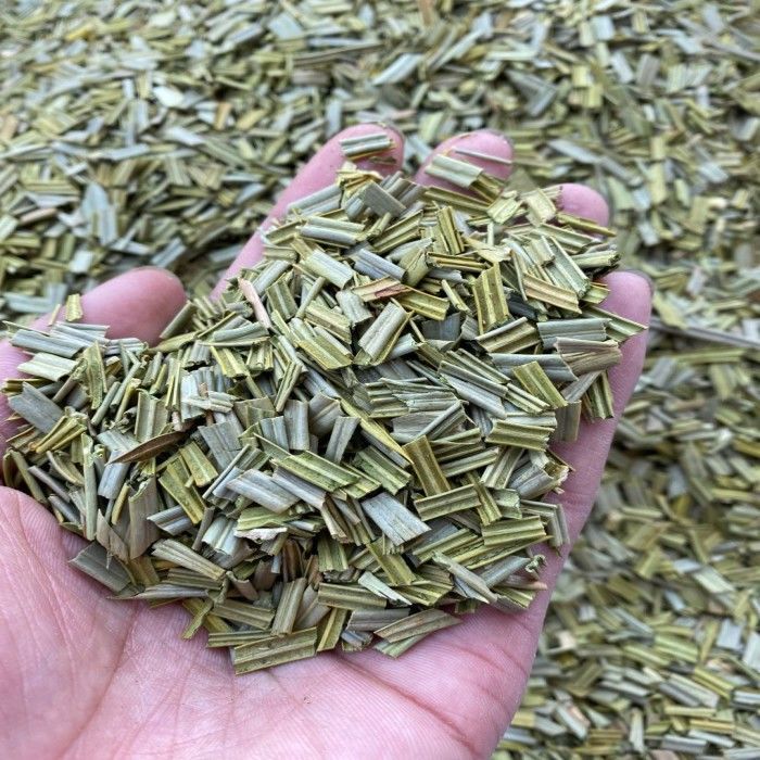 铁树叶  新鲜干货 纯叶无梗 干净无杂  另有白花舌草半枝莲