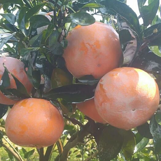 天等县茂谷柑  广西崇左南宁百色地区茂谷甘