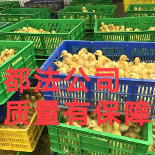 南宁桂柳白鸭苗，樱桃谷，桂柳鸭苗，已做好3联疫苗