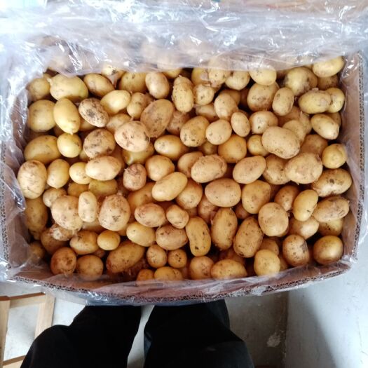 枣庄迷你土豆  迷你小土豆：货源充足：大量供应