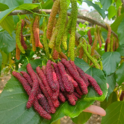 灵山县四季长果桑苗  大果桑苗  纯甜无酸味，当年种植当年挂果