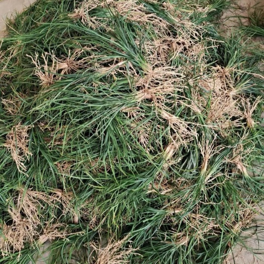 襄樊细叶麦冬草，耐干旱，耐寒一年四季常青，是绿化工程最好选择