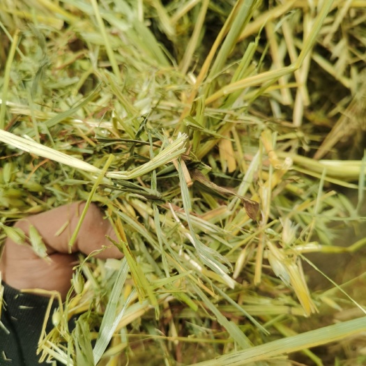 朔州青干草饲料  燕麦草
