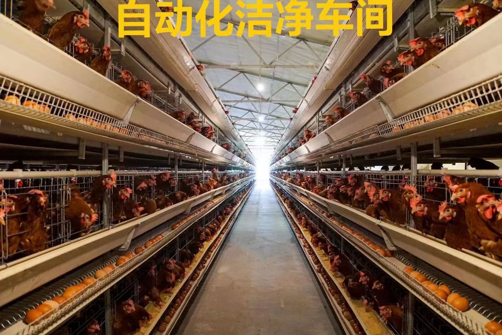  纯鸡粪有机肥料