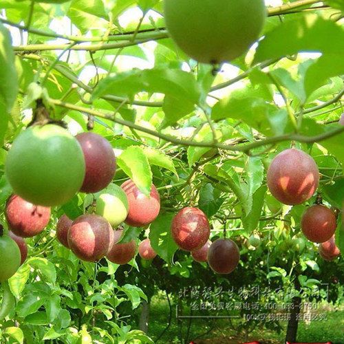 枯草芽孢杆菌绿色生态有机种植**杀菌剂农业种植专用