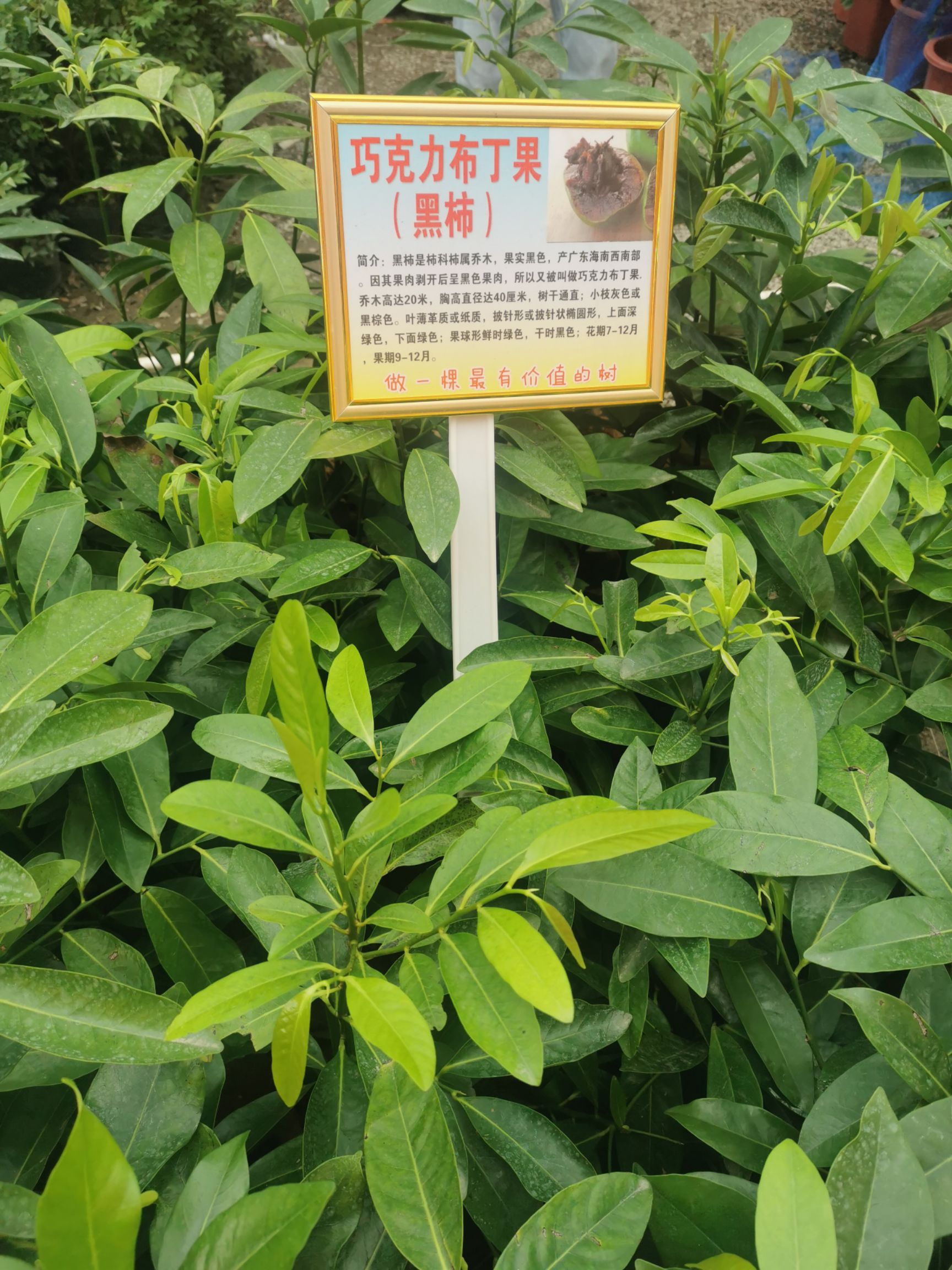 柿子树接穗  水果季新品上市巧克力布丁果黑柿冰淇淋果白柿正品嫁接苗带叶