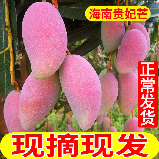 乐东县贵妃芒海南一件代发无痕产地直发3/5/9斤欢迎下单