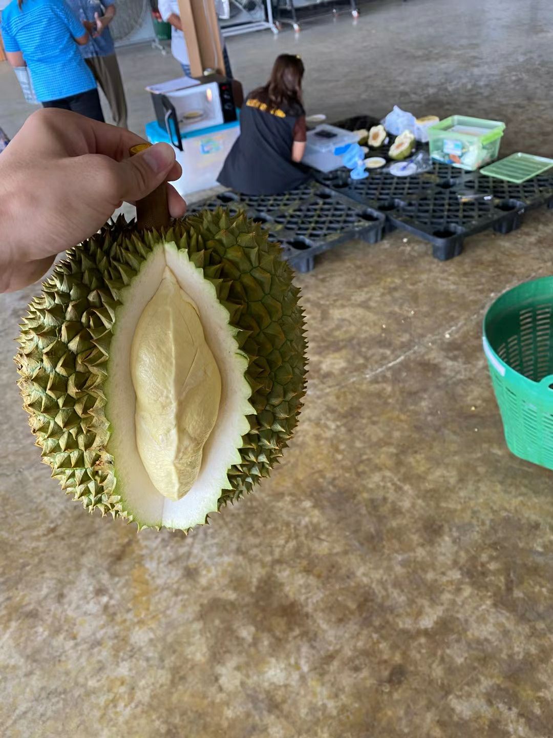 泰国工厂空运直达金枕榴莲  300件起发 非批发勿扰