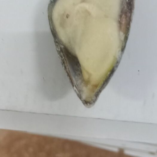 海虹  来自贻贝之乡的美味黑口贝