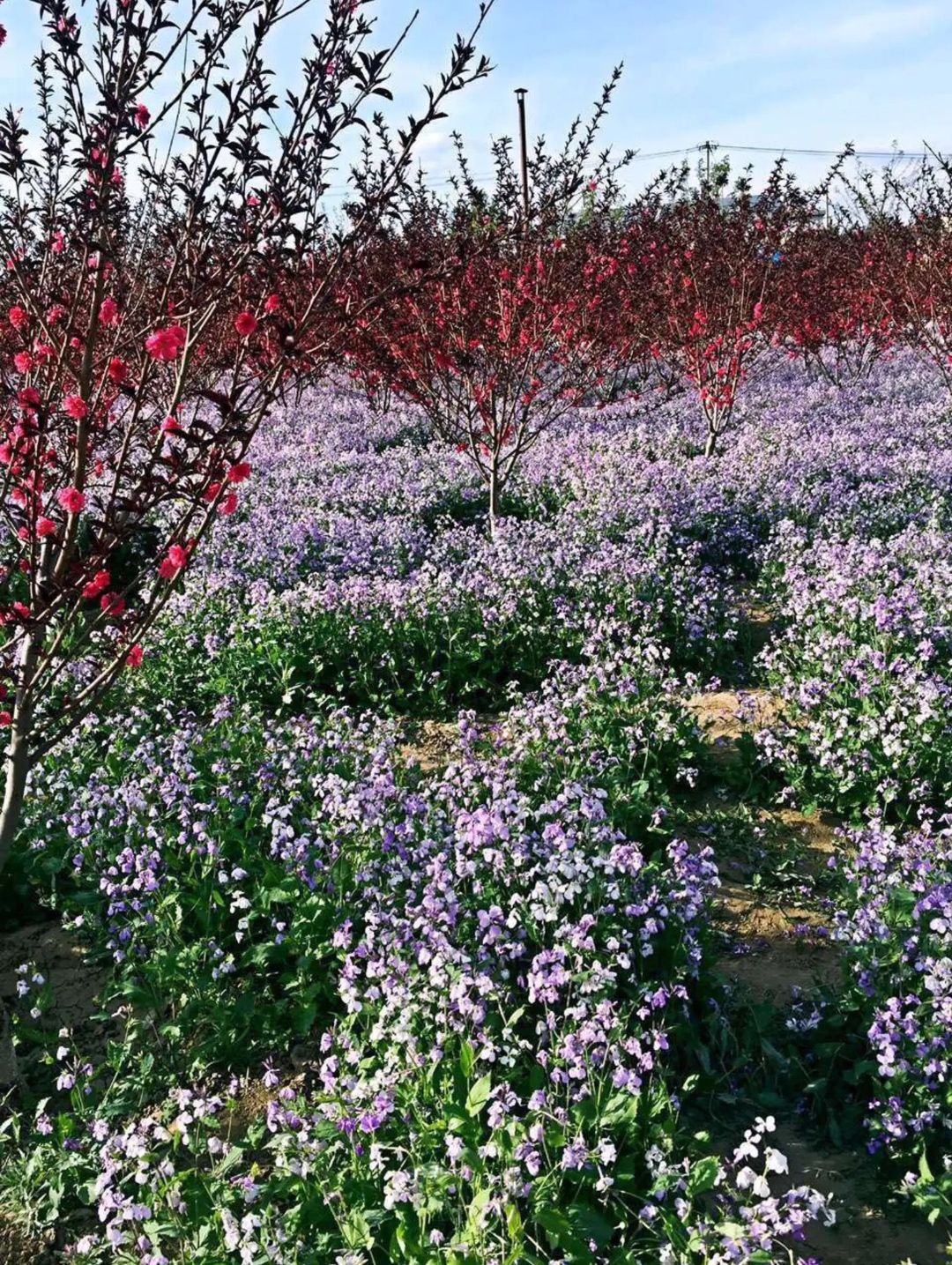 二月兰种子大量供应，春季3-4月观花品种,花海建植，绿肥