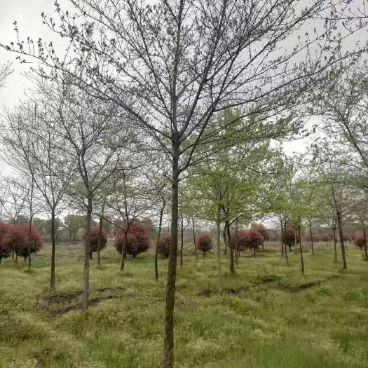 南京三角枫南京货源，杆直冠圆，抗病耐寒，规格齐全，批量供应中