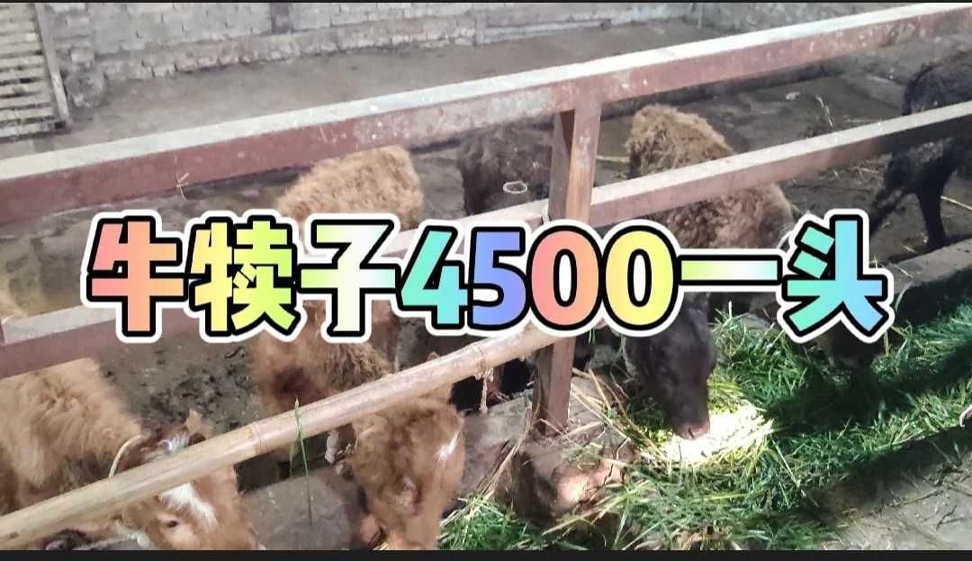 杂交牛  常年出售西门塔尔牛 西门塔尔牛犊 小牛犊 感兴趣的私聊，杂交