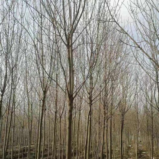 廊坊出售金叶白蜡3-5公分，8000棵