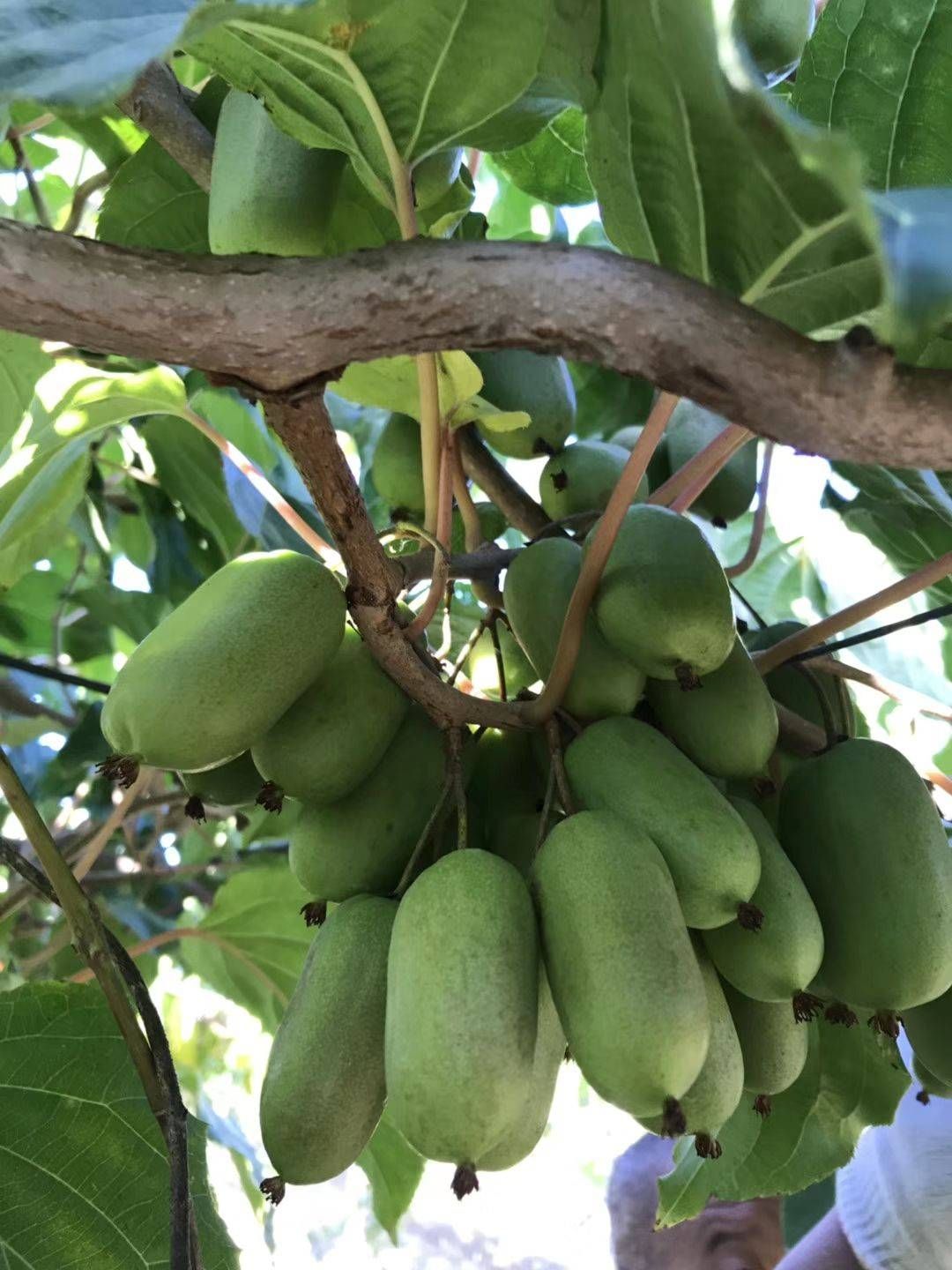 假一赔龙城二号软枣猕猴桃苗南北方可种植抗寒零下三十多度