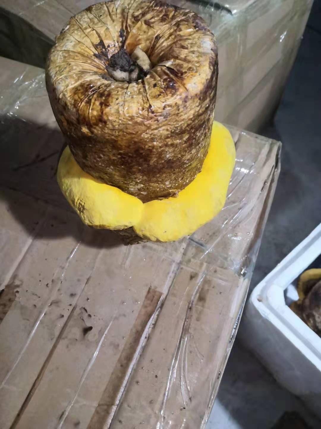 桑黄菌种西峡县科达菌种厂桑黄种植基地