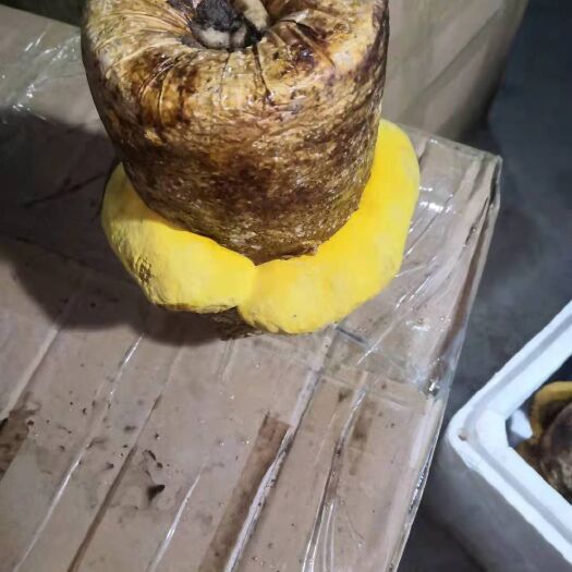 西峡县桑黄菌种西峡县科达菌种厂桑黄种植基地