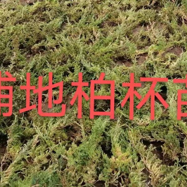 沙棘苗 治沙工程苗，沙棘，沙枣，沙柳，刺槐，柠条大量有货