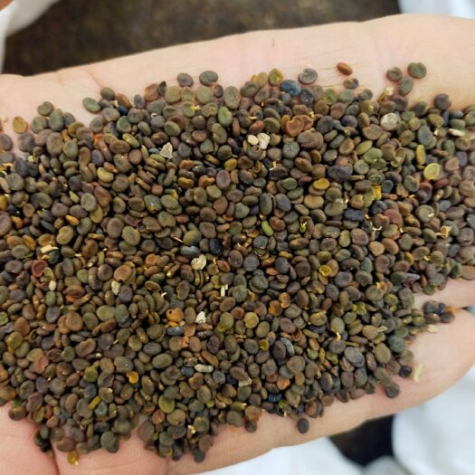 包头黄芪种子，2020年产新的黄芪种子