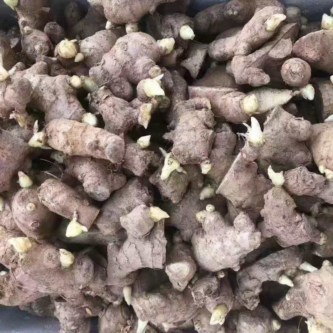 湖北368姜种大量批发  全国发货专业技术指导 全国发货