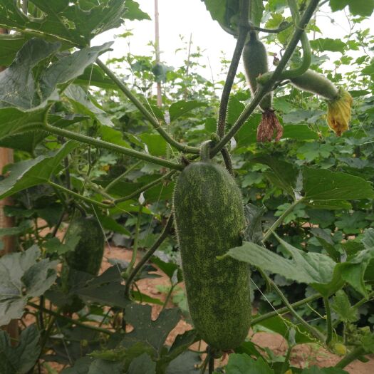 合浦县 毛节瓜 货源充足，广西合浦大量供应 欢迎来考察