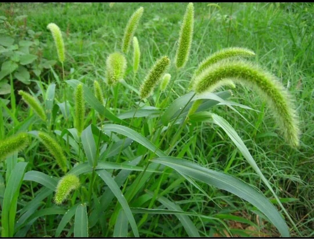 郑州狗尾草种子一件代发，草杆和叶子可做饲料，耐旱性强