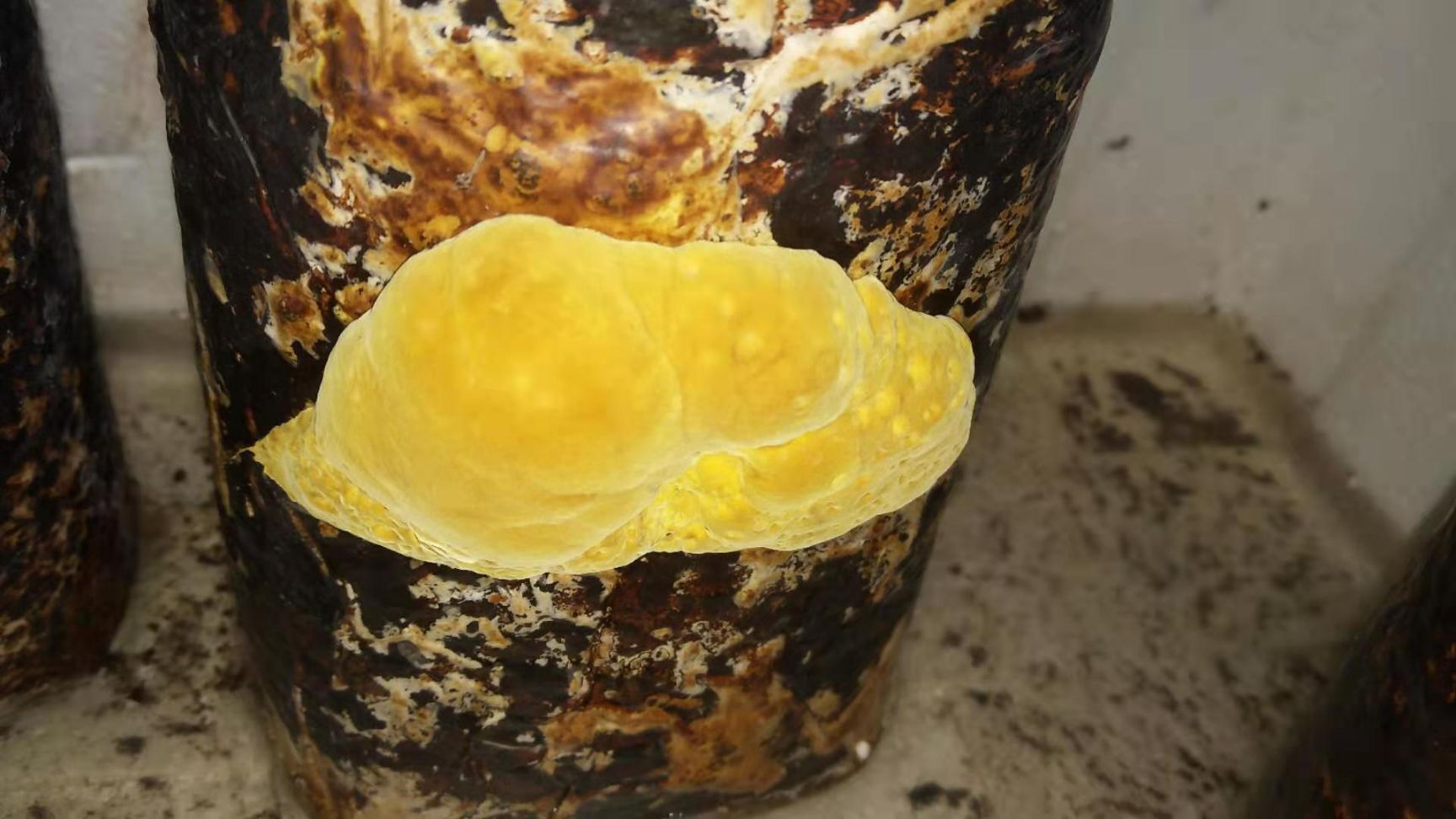 桑黄菌种西峡县科达菌种厂桑黄种植基地