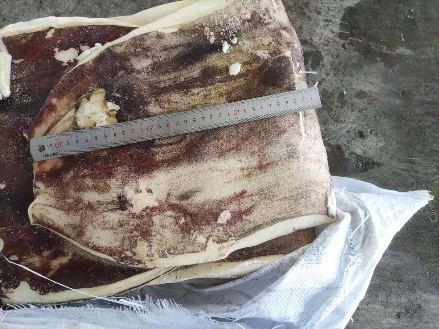 荣成市印度洋鱿鱼片 品质优 船冻 陆冻 去皮 带皮都有货