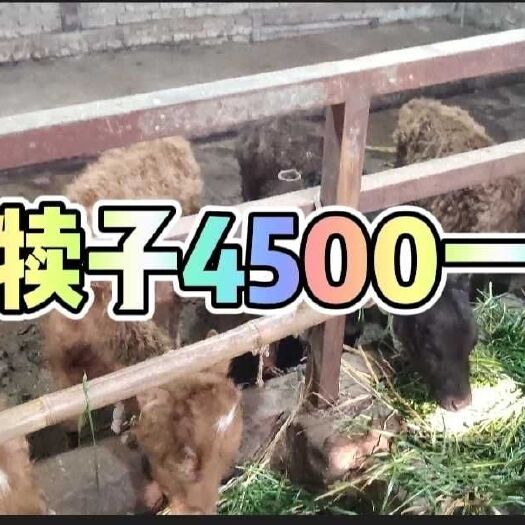 金堂县杂交牛  常年出售西门塔尔牛 西门塔尔牛犊 小牛犊 感兴趣的私聊，杂交