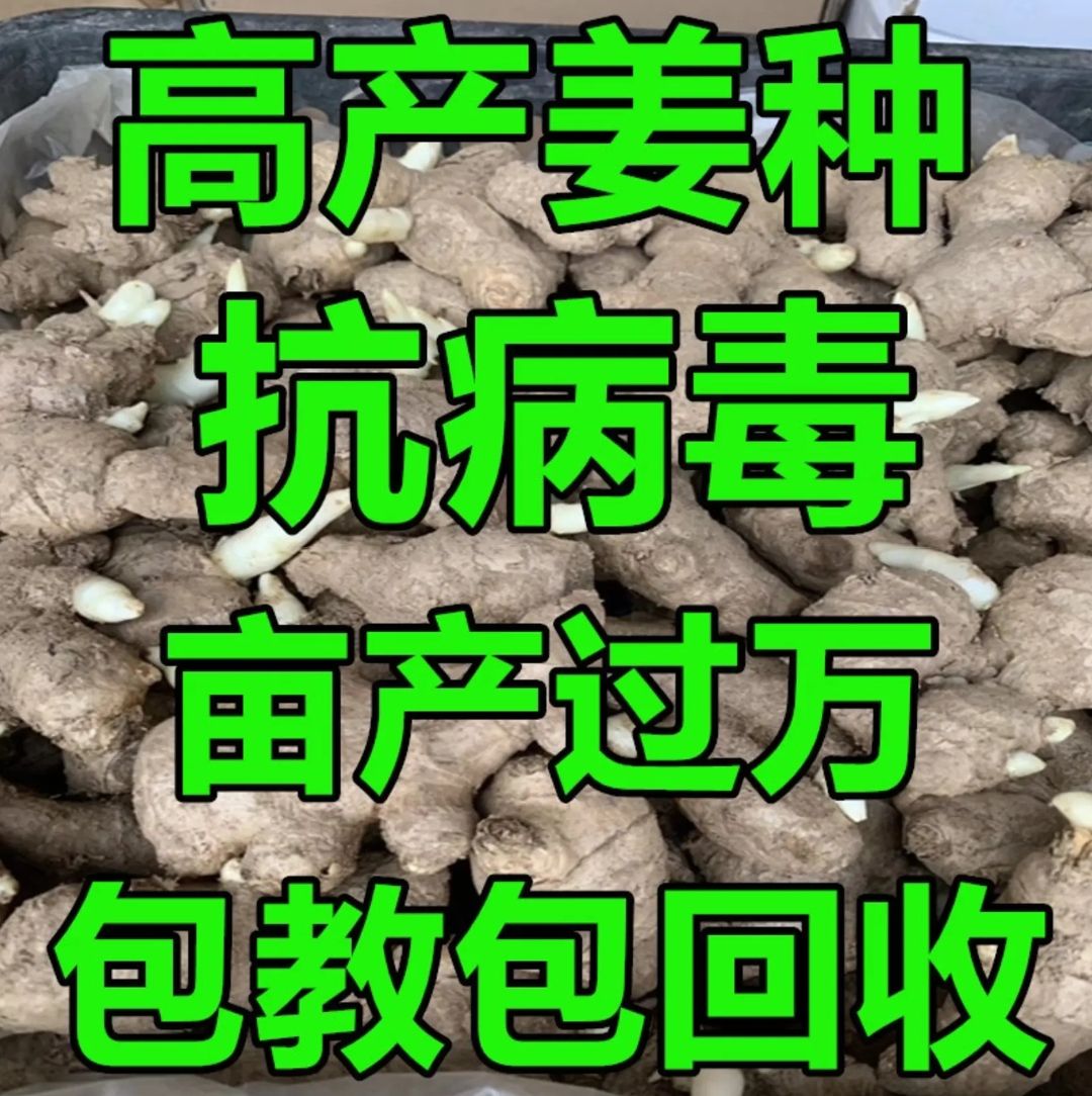 陕西姜种 368姜种大量批发 专业技术指导全国发货