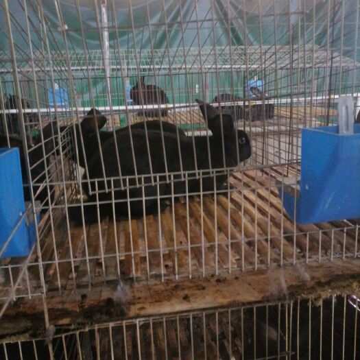 高安市黑兔 黑色活兔出售