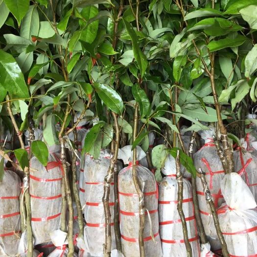 灵山县妃子笑荔枝苗  妃子笑正品嫁接苗:皮薄肉厚！果肉清甜！