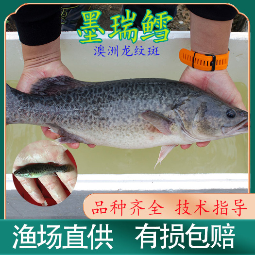 澳洲龙纹斑  墨瑞鳕苗 澳洲鳕鱼苗 淡水石斑鱼苗 高新技术