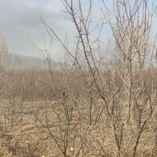 涿鹿县大扁杏苗 自家种植杏扁有益品种。成品树苗，当年可结果