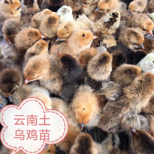 南宁土鸡苗  云南土鸡乌鸡苗长期供应