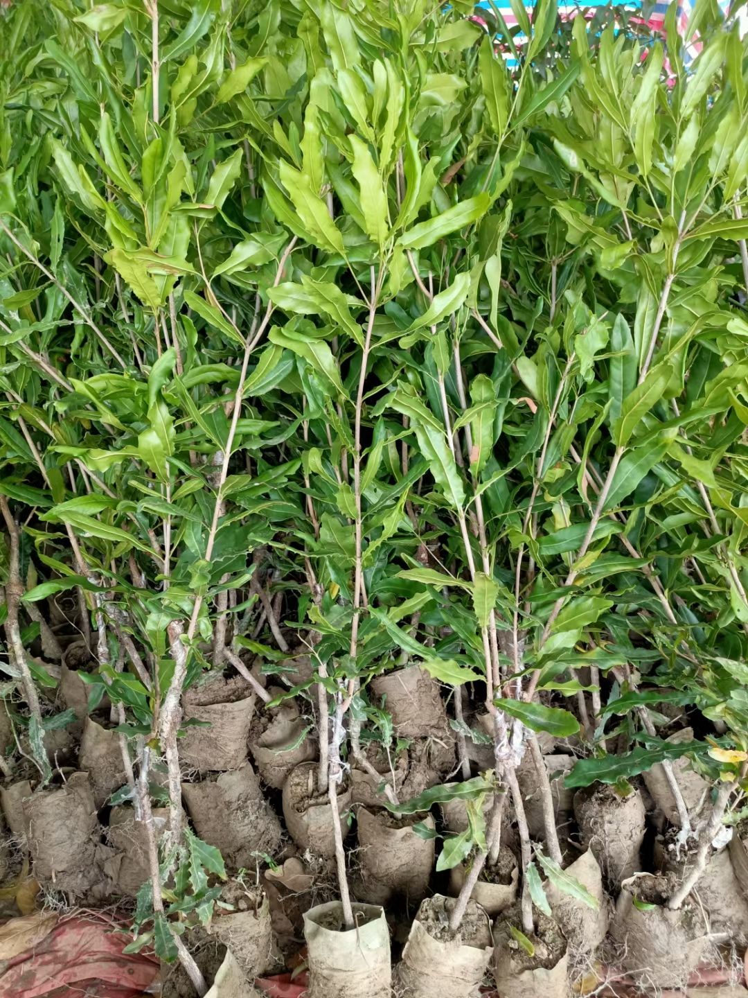 夏威夷果苗  夏威夷果树苗