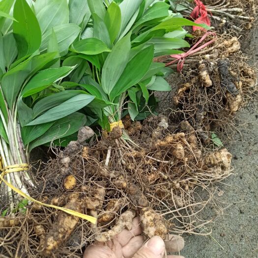 赤壁市黄精种苗 多花姜形大苗老虎姜山姜符合药典品种甜黄精野生苗产地