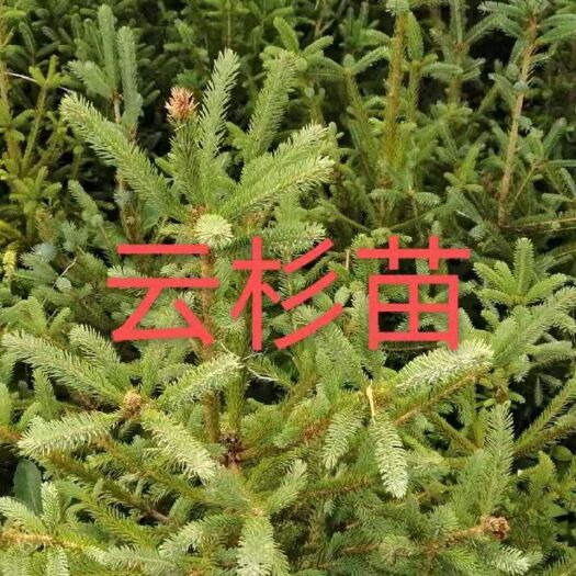 拉萨沙棘苗 治沙工程苗，沙棘，沙枣，沙柳，刺槐，柠条大量有货