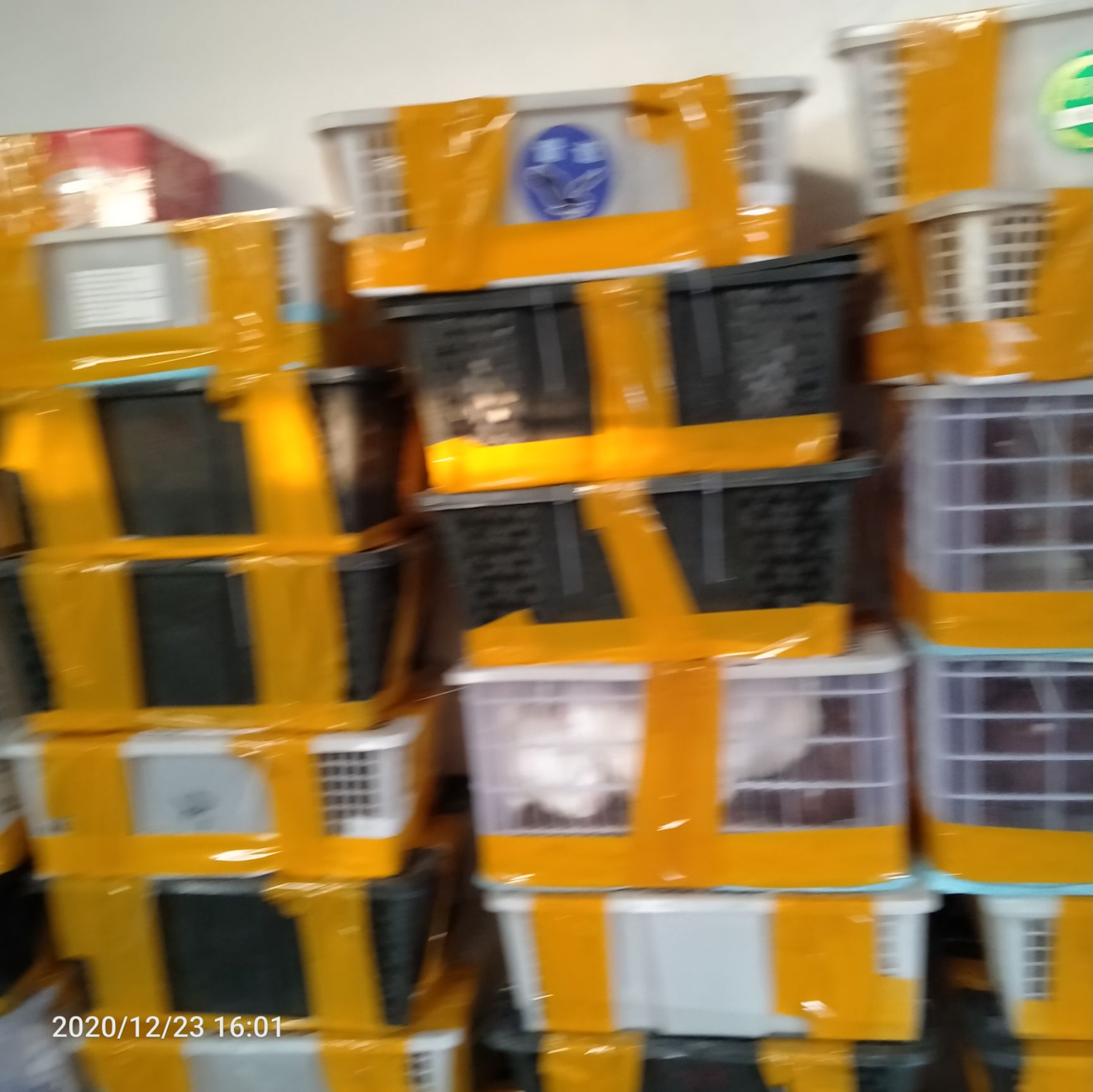 杂交兔  比利时种兔獭兔种兔