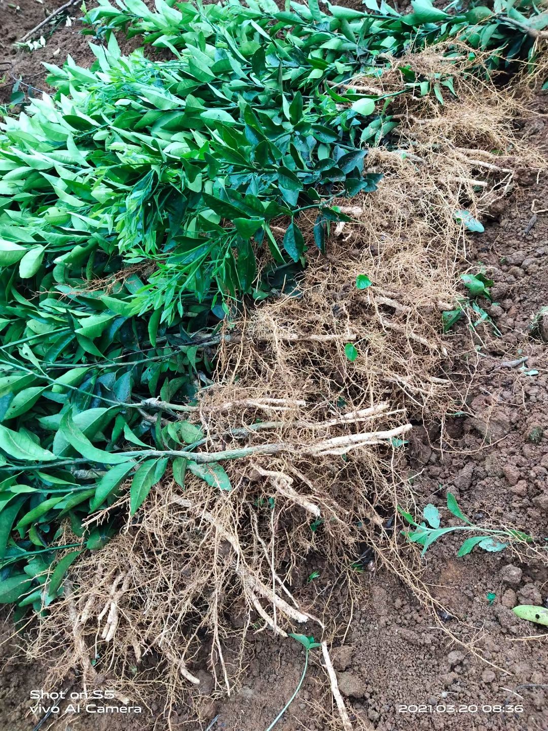 好吃甜脆的沃柑苗！正是芒种好时节！