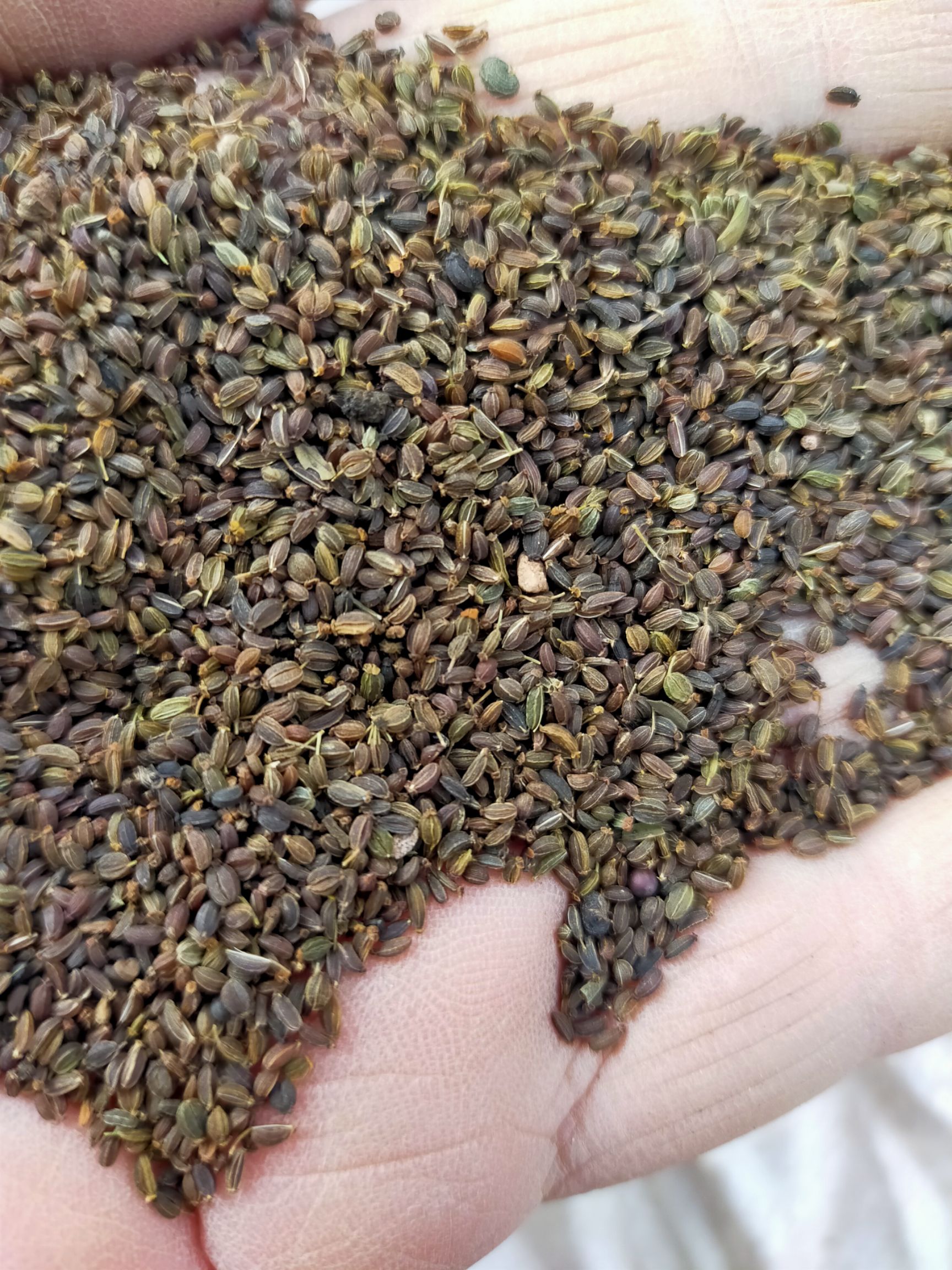 柴胡种子，2020年产新的柴胡种子
